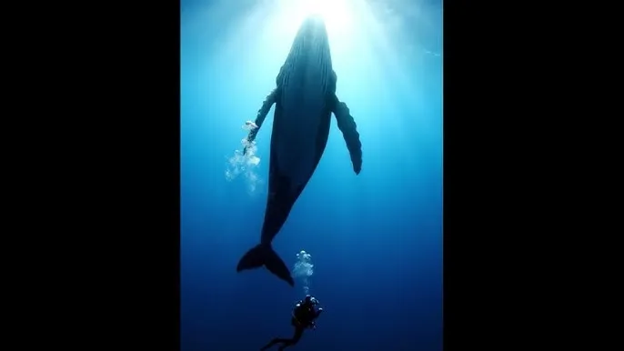 黑闰润 - 深蓝星球：探索海洋深处的未知世界